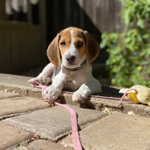 Meet your Posher, Diana